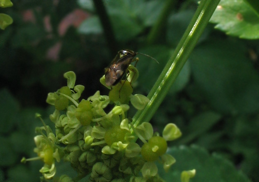 Liocoris tripustulatus