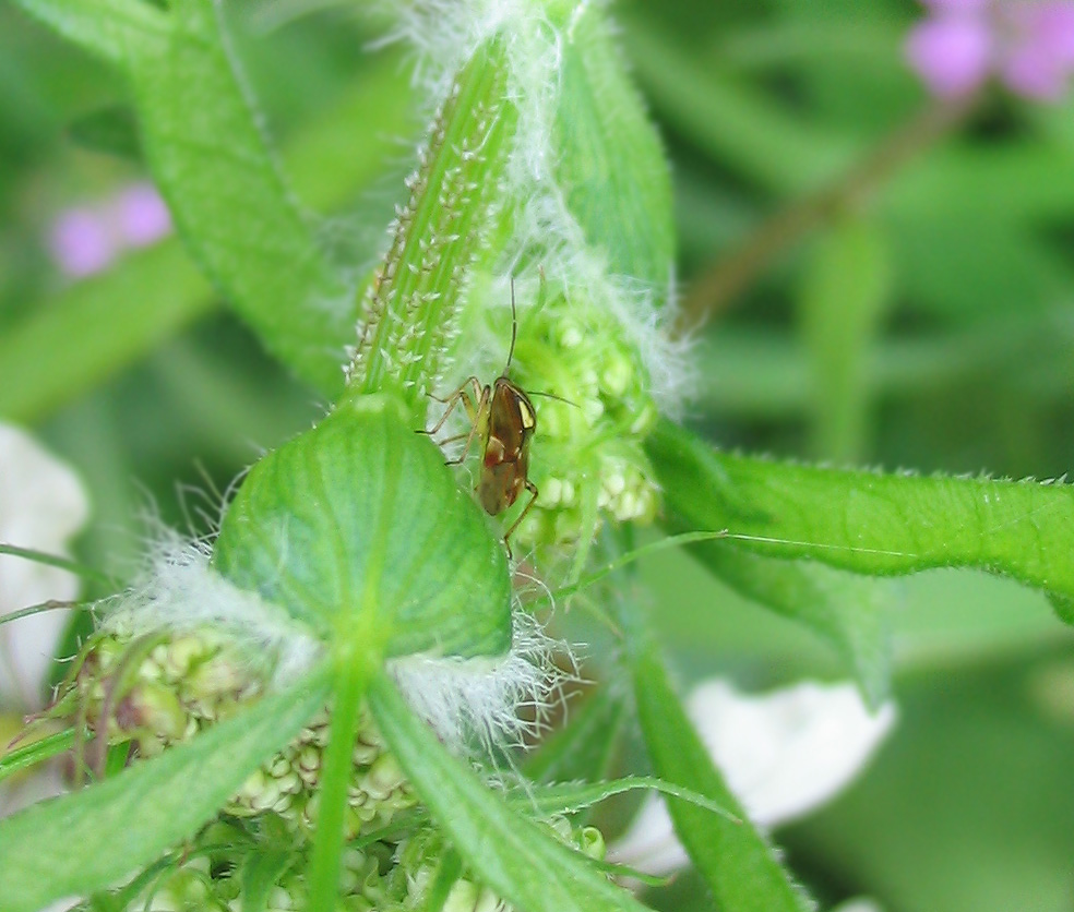 Liocoris tripustulatus