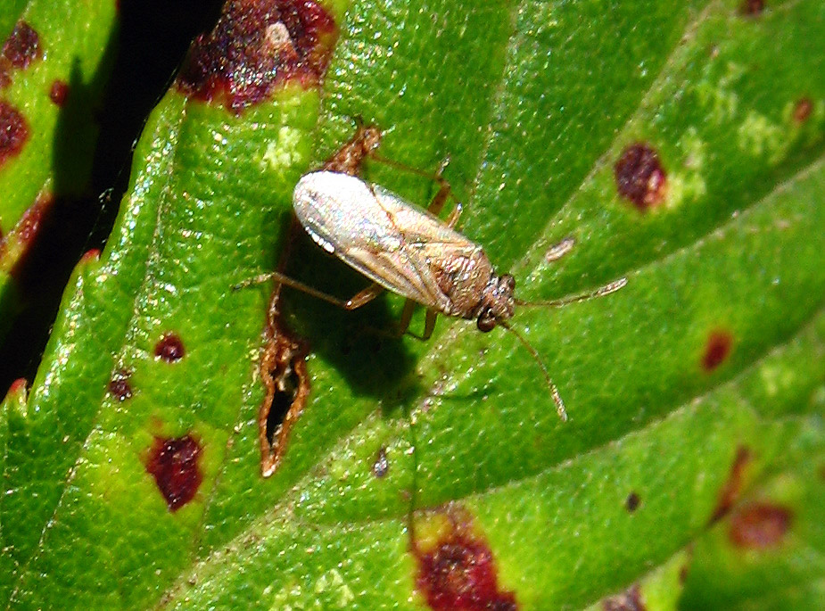 Nysius cymoides 2