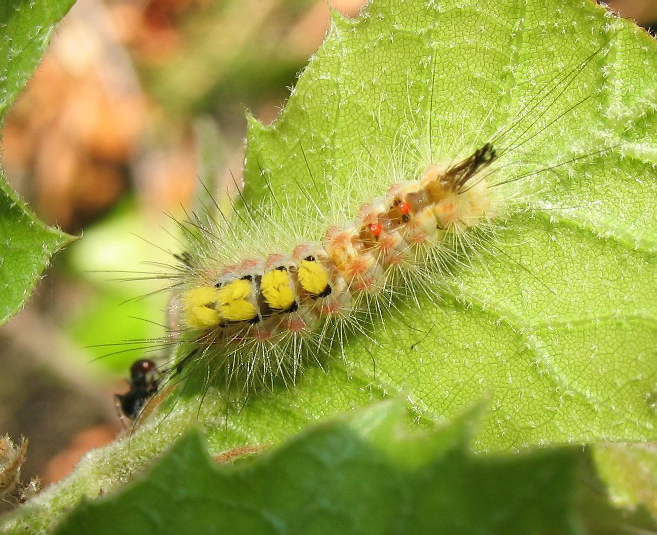 Lymantriidae: Orgyia antiqua