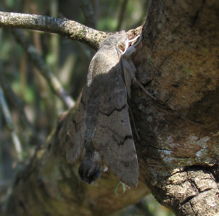 Macroglossum stellatarum e Idaea degeneraria