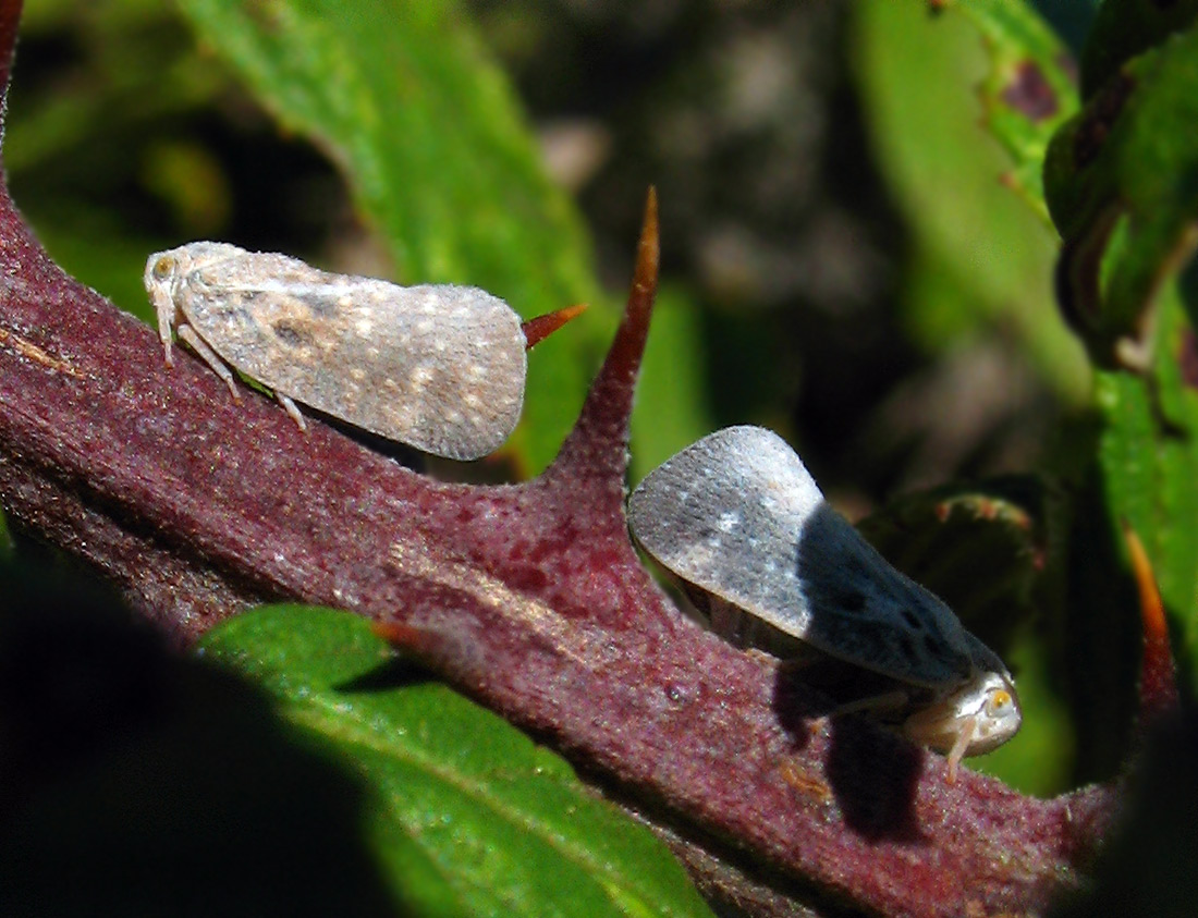 Metcalfa pruinosa e Stictocephala bisonia