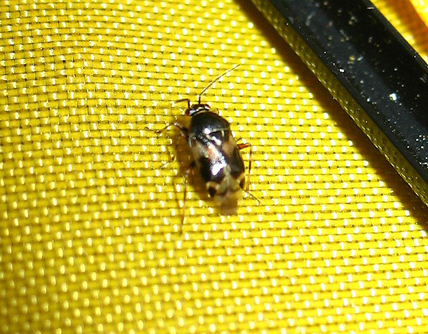 Deraeocoris sp dell''Elba