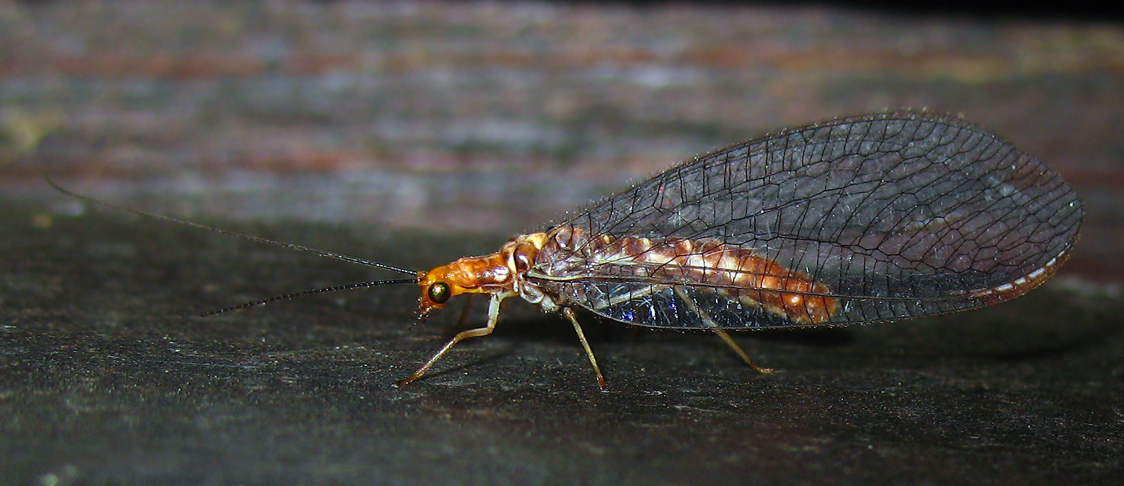 Nothochrysa capitata