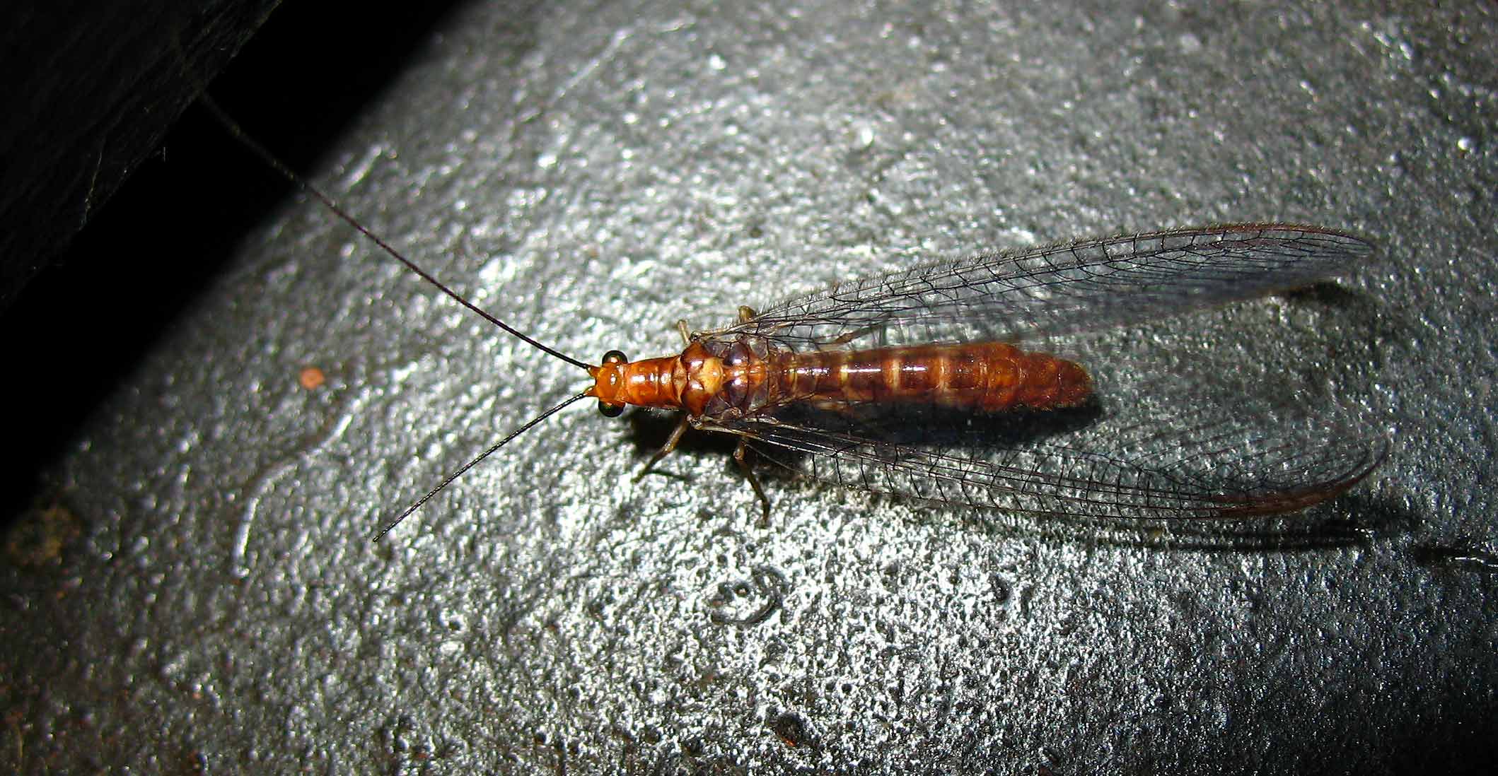 Nothochrysa capitata