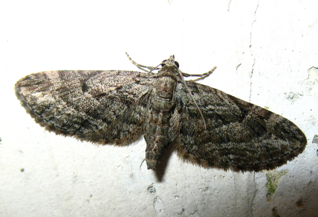 Falena di novembre