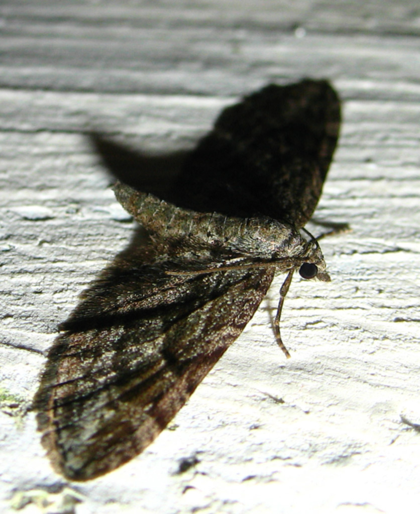 Falena di novembre
