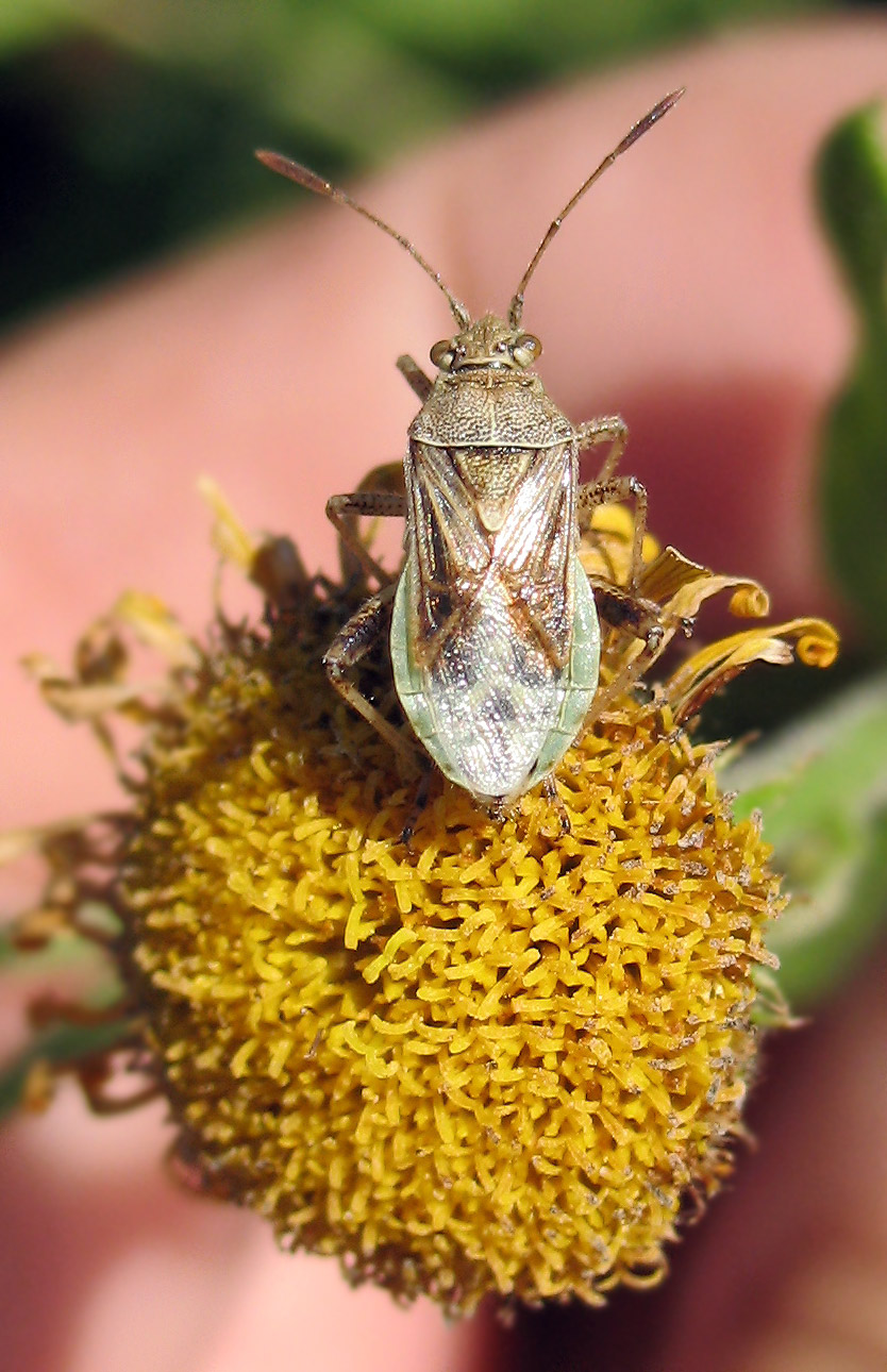 Un altro Nysius?? No è un Rhopalus lepidus