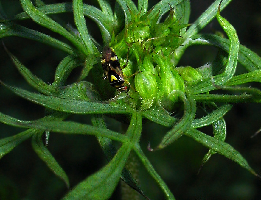 Orthops basalis