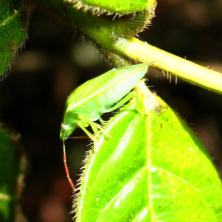 Una ninfa di Pentatomidae (Acrosternum?)