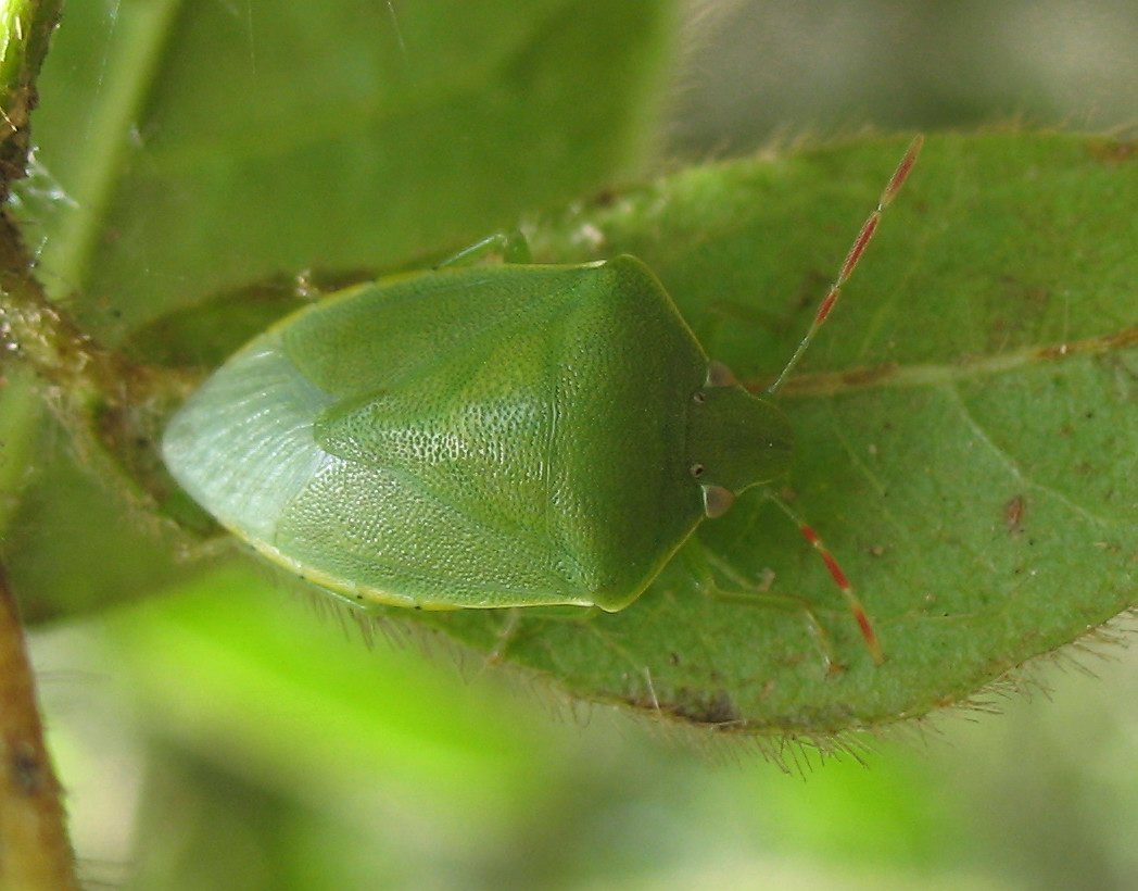Una ninfa di Pentatomidae (Acrosternum?)