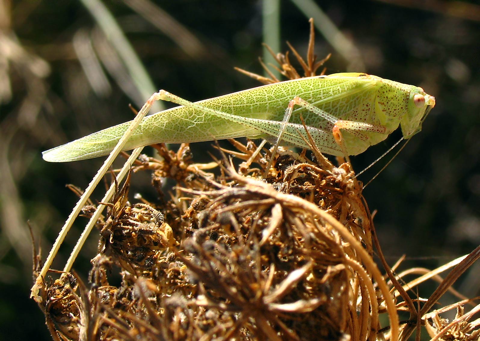 Phaneroptera nana