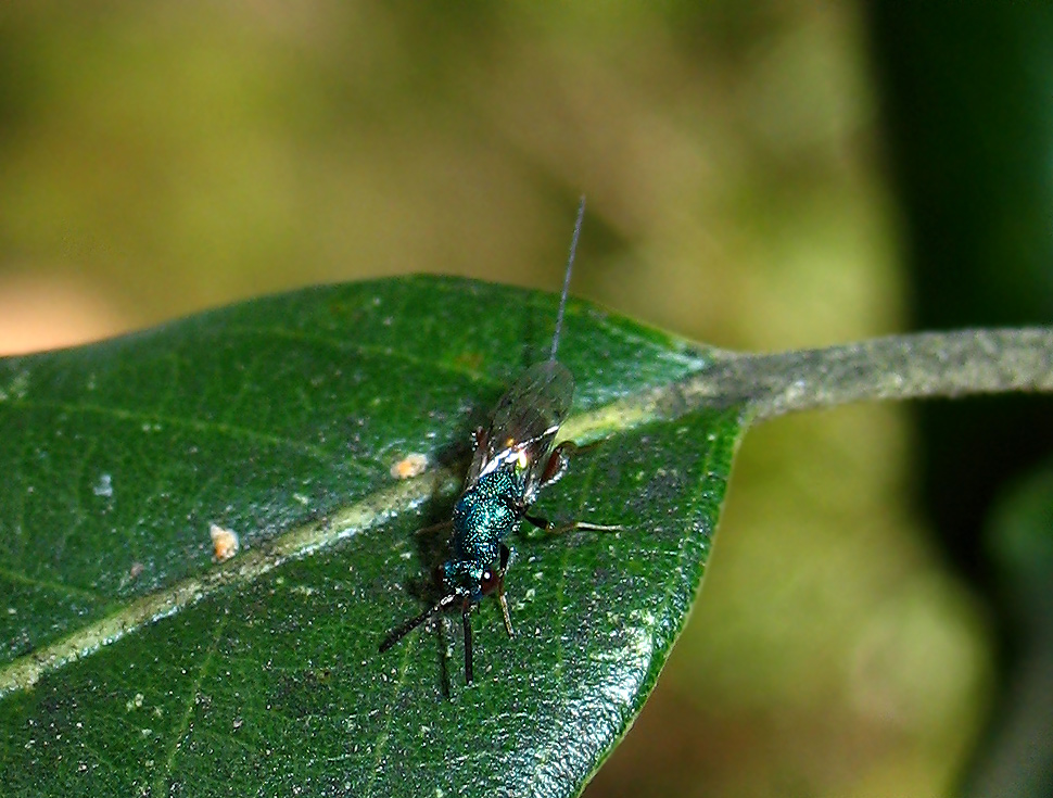 Hymenoptera: Torymidae