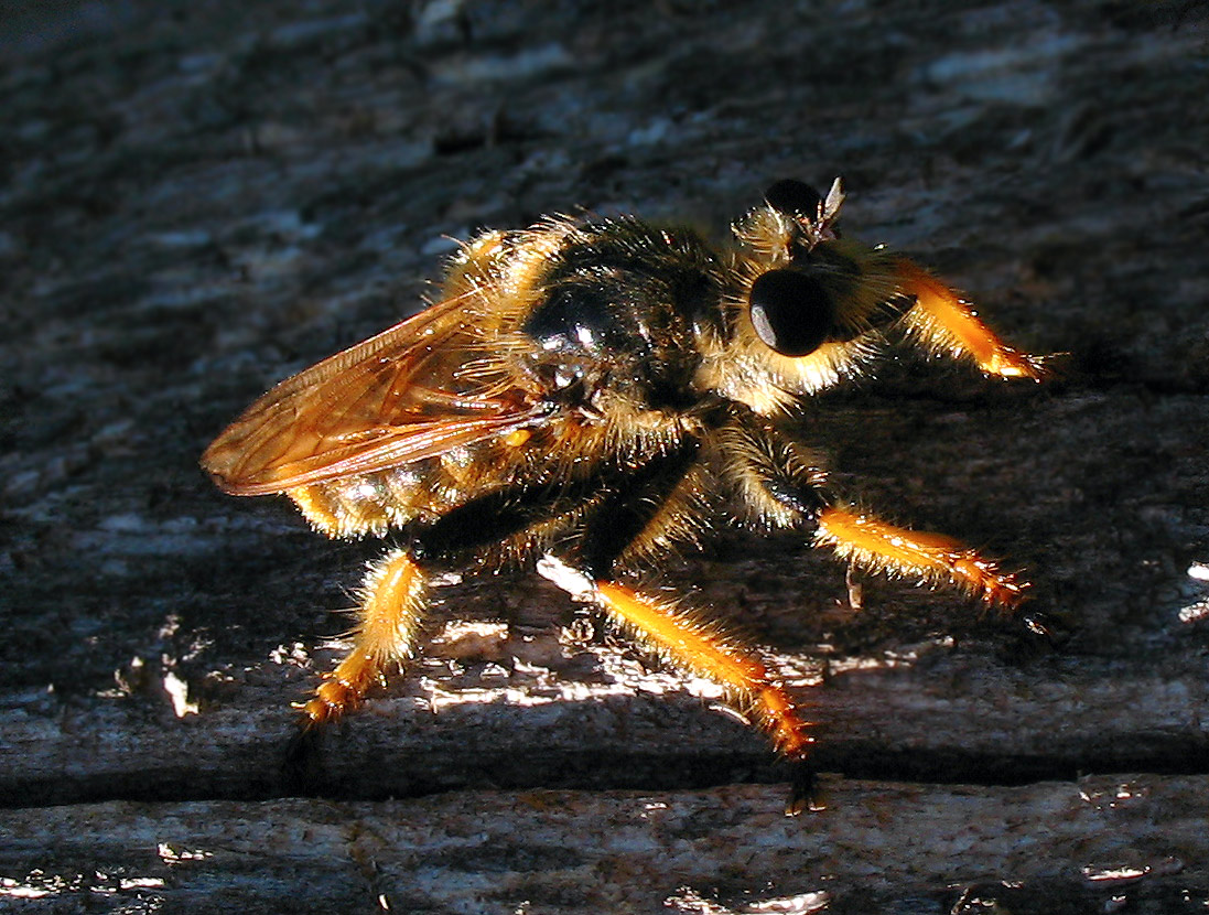 Incontro ravvicinato con Pogonosoma maroccanum