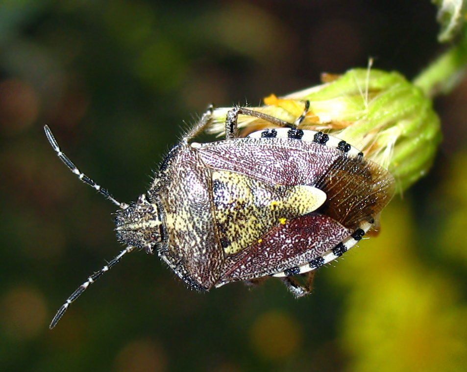 Dolycoris baccarum