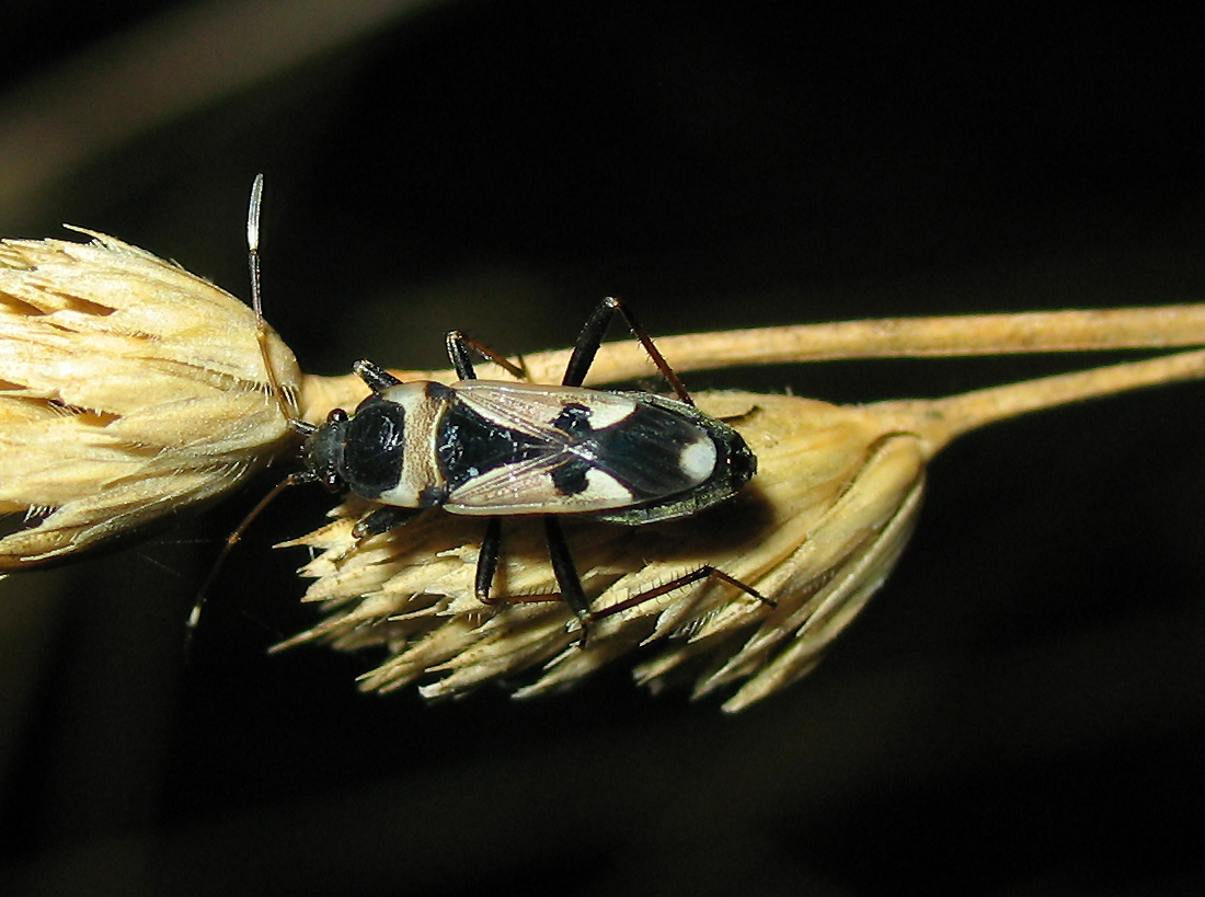 Lygaeidae: Raglius confusus