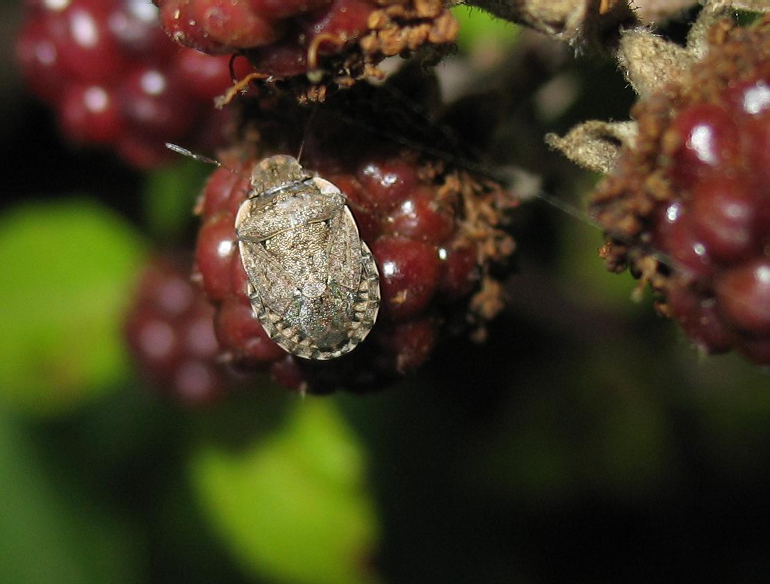 Pentatomidae: Sciocoris sideritidis dal colore rosato