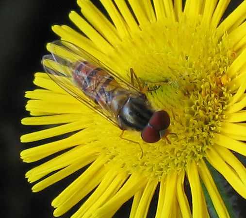 Episyrphus balteatus su Pulicaria odora