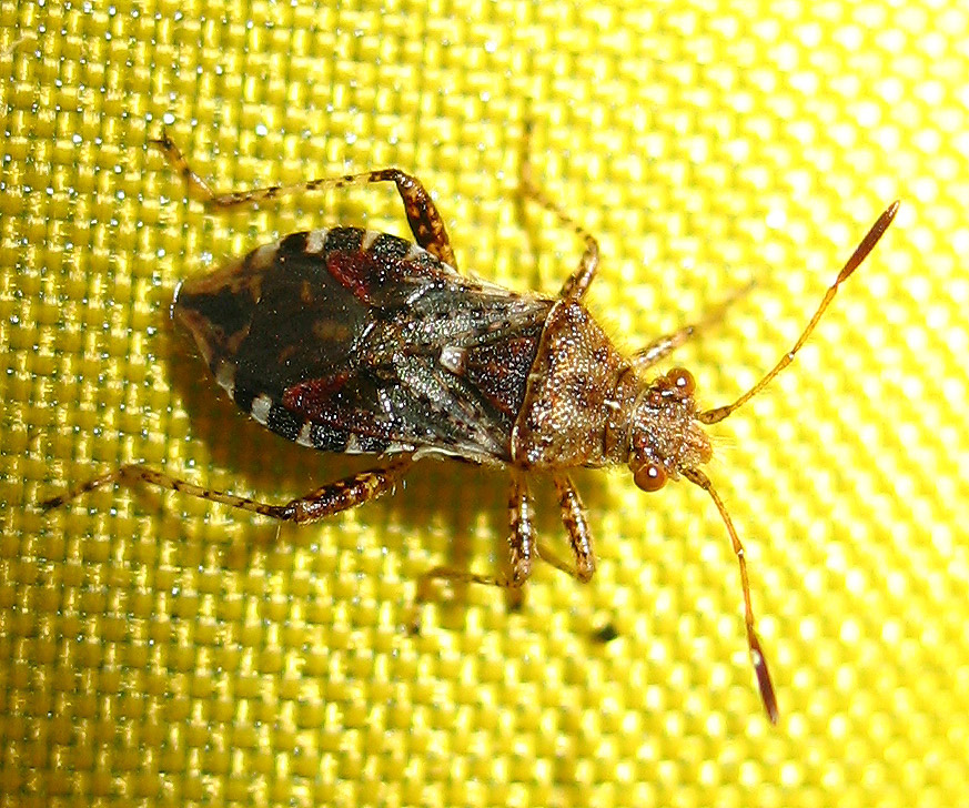 Stictopleurus e Rhopalus (Rhopalidae)