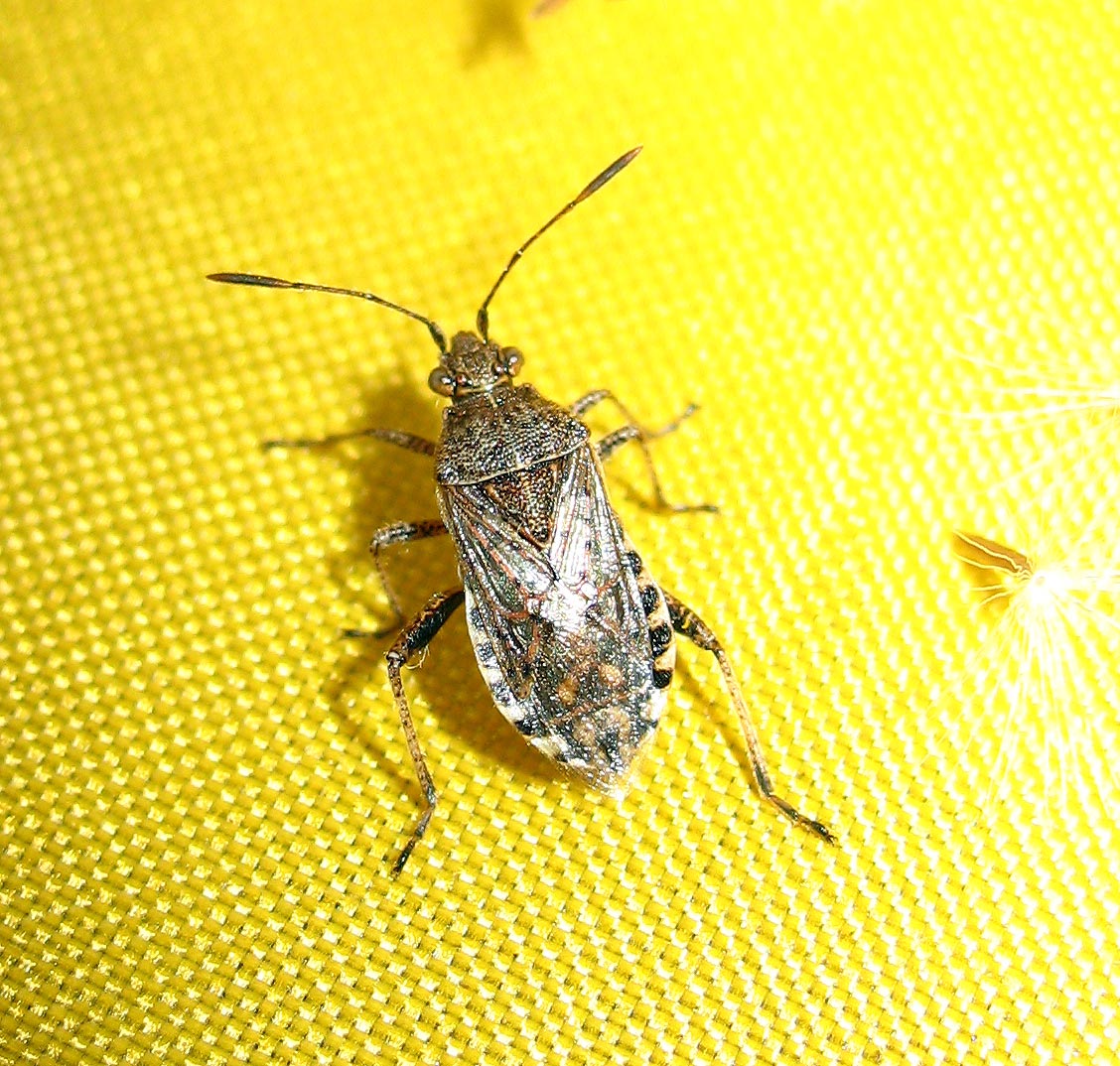 Stictopleurus e Rhopalus (Rhopalidae)