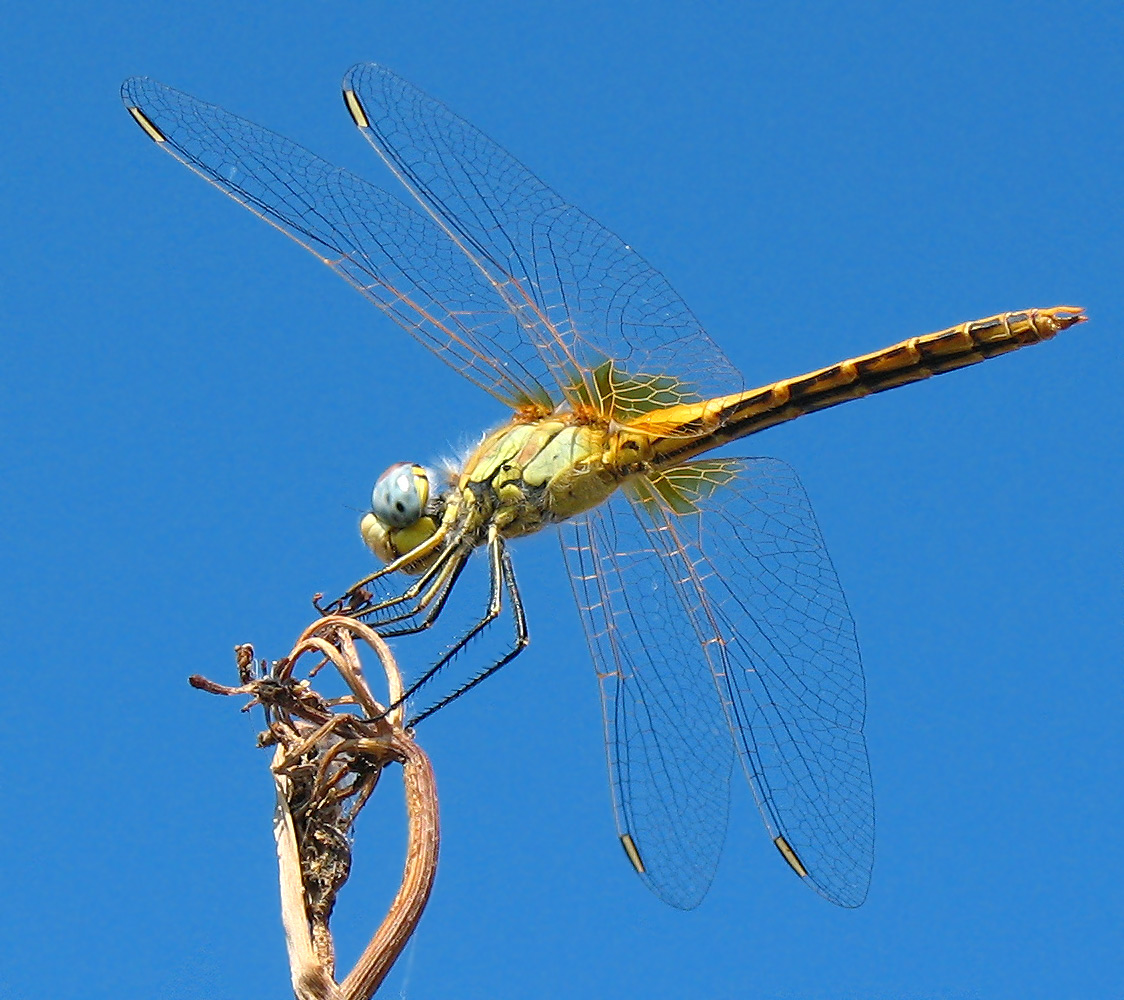 Sympetrum fonscolombii