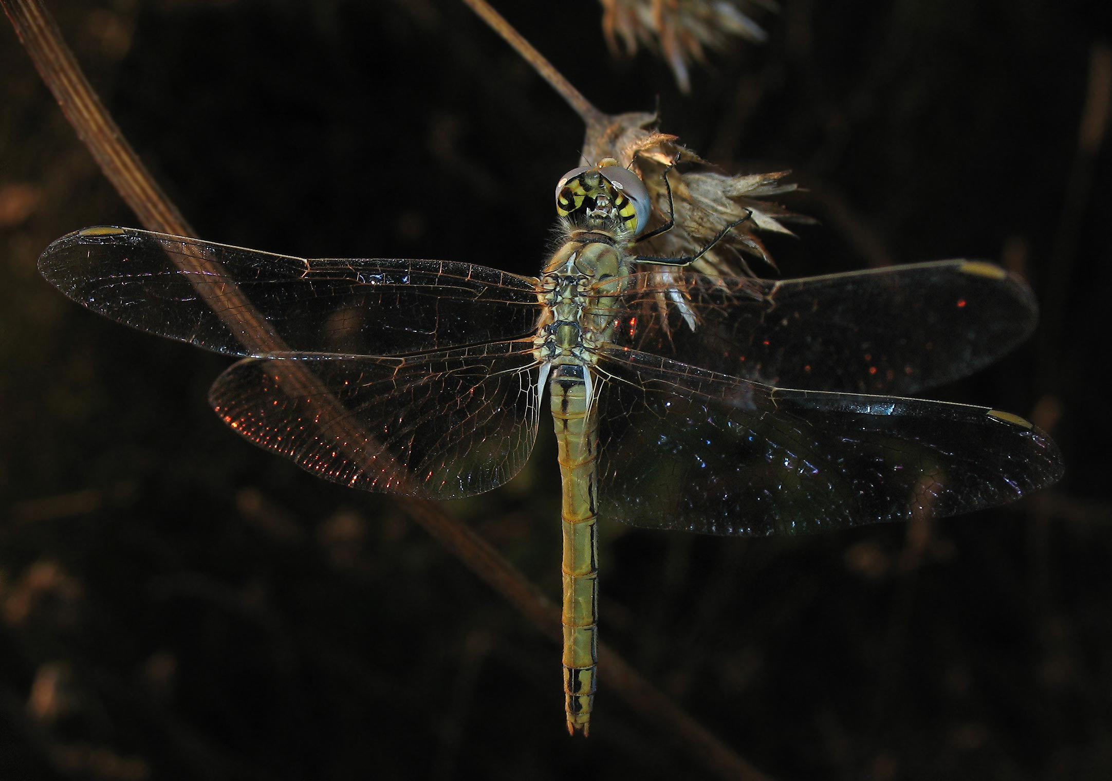Un nuovo Sympetrum fonscolombii