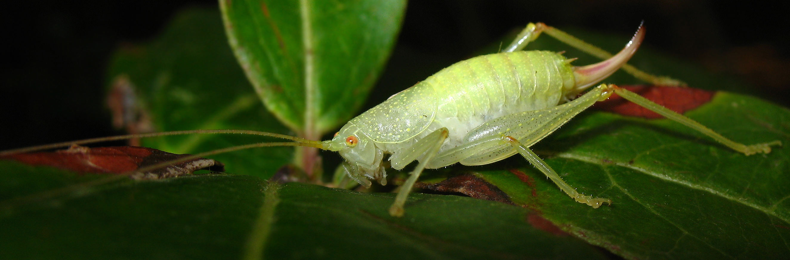 Cyrtaspis scutata (Meconematidae) sull''Isola d''Elba