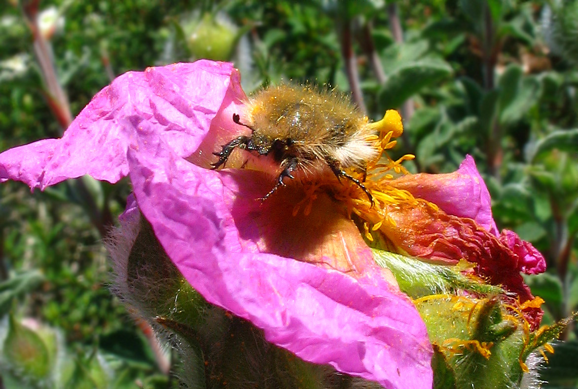 Molti dubbi su Tropinota sp.