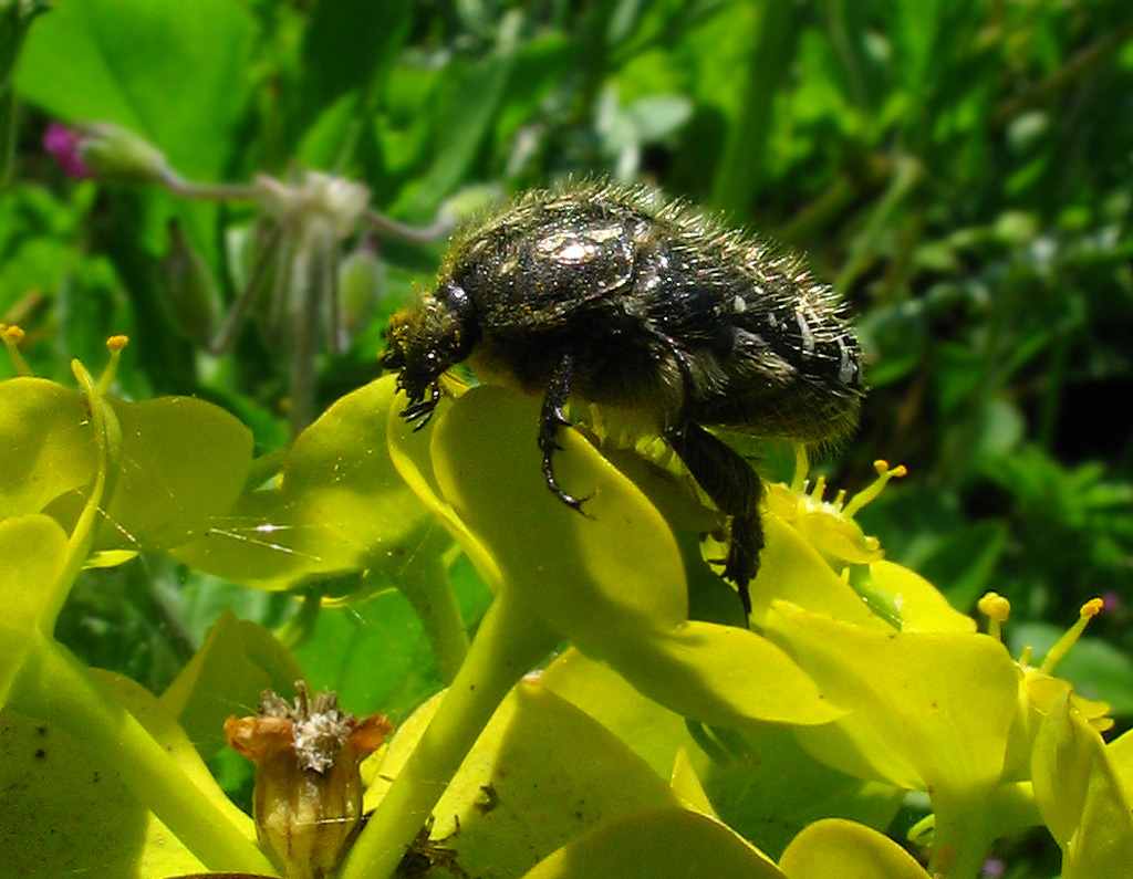 Molti dubbi su Tropinota sp.