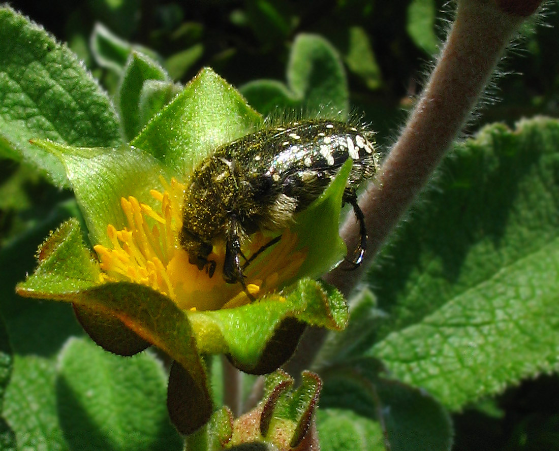 Molti dubbi su Tropinota sp.