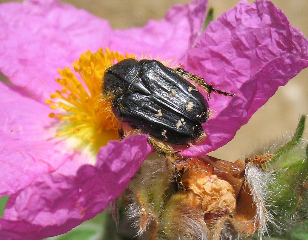 Molti dubbi su Tropinota sp.