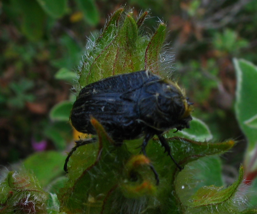 Molti dubbi su Tropinota sp.