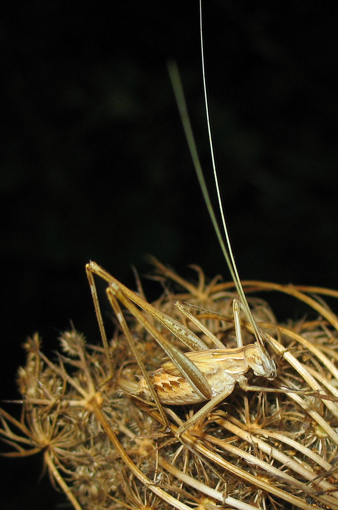 Tylopsis lilifolia