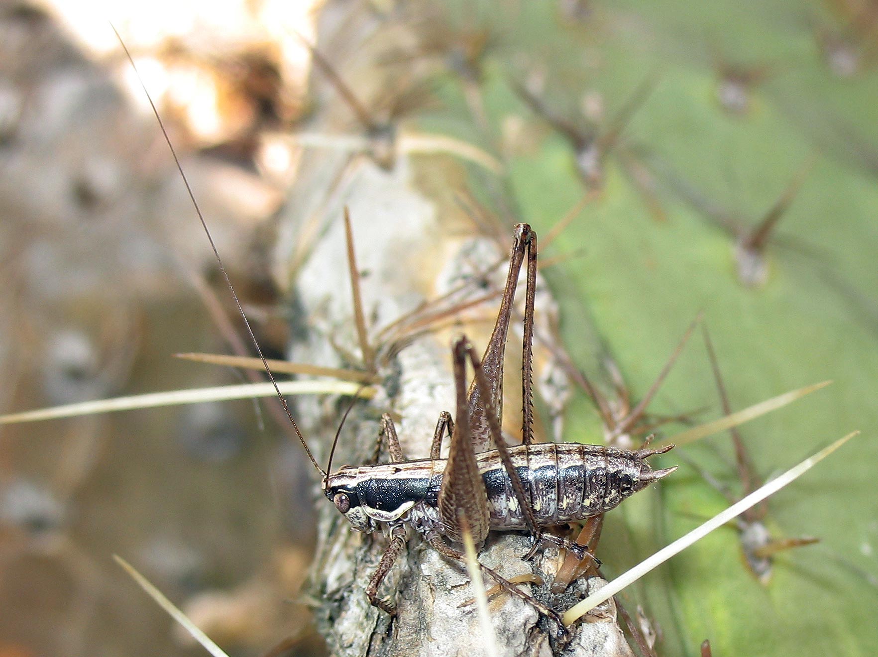 Yersinella raimondii (Tettigoniidae)