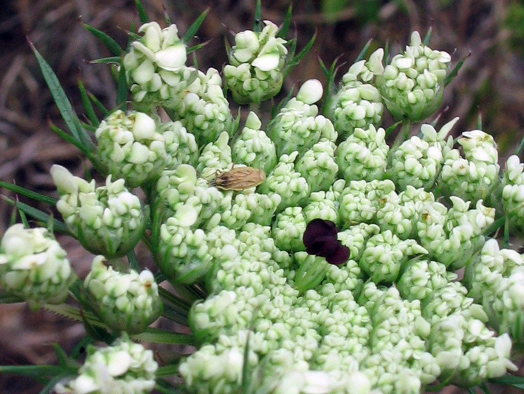 Heteroptera: Tingidae