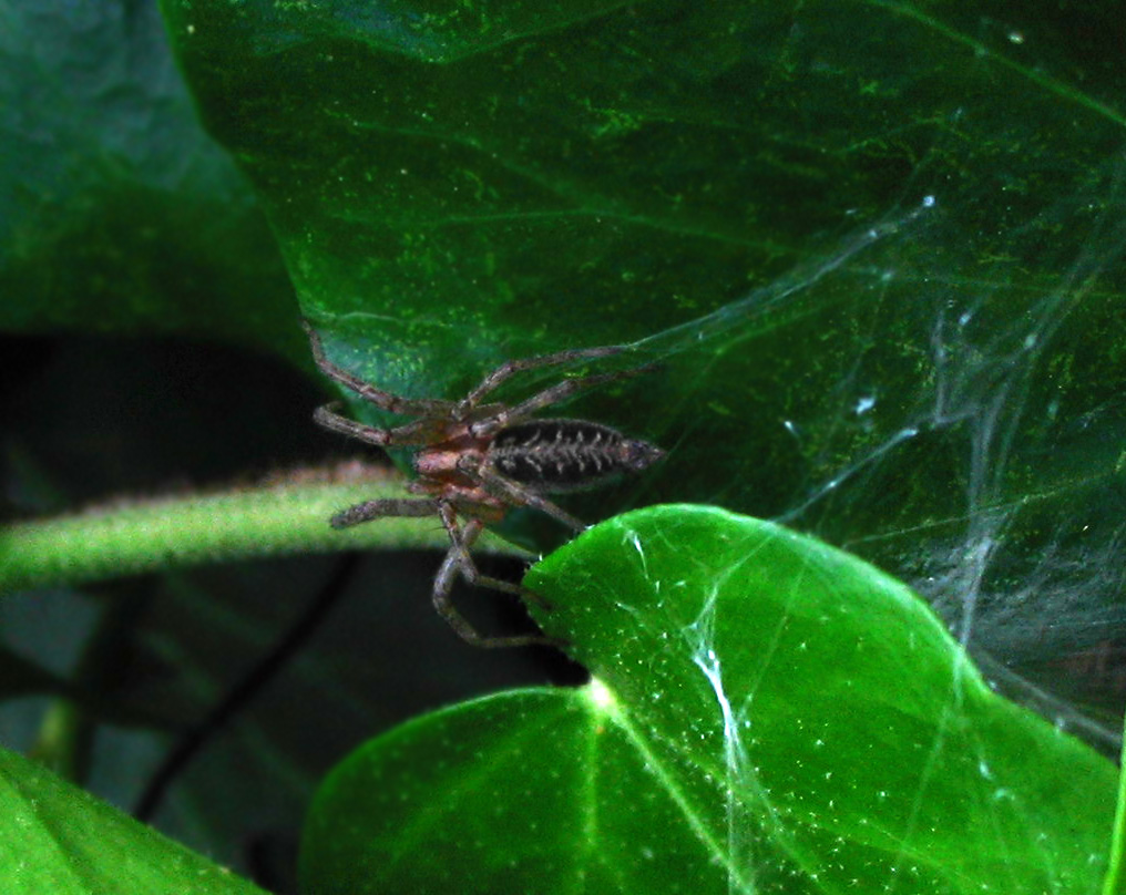 Agelena sp.