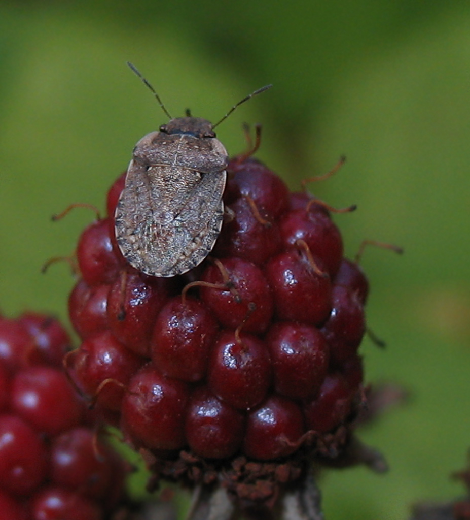 Pentatomidae: un altro Sciocoris (Neosciocoris) sideritidis?