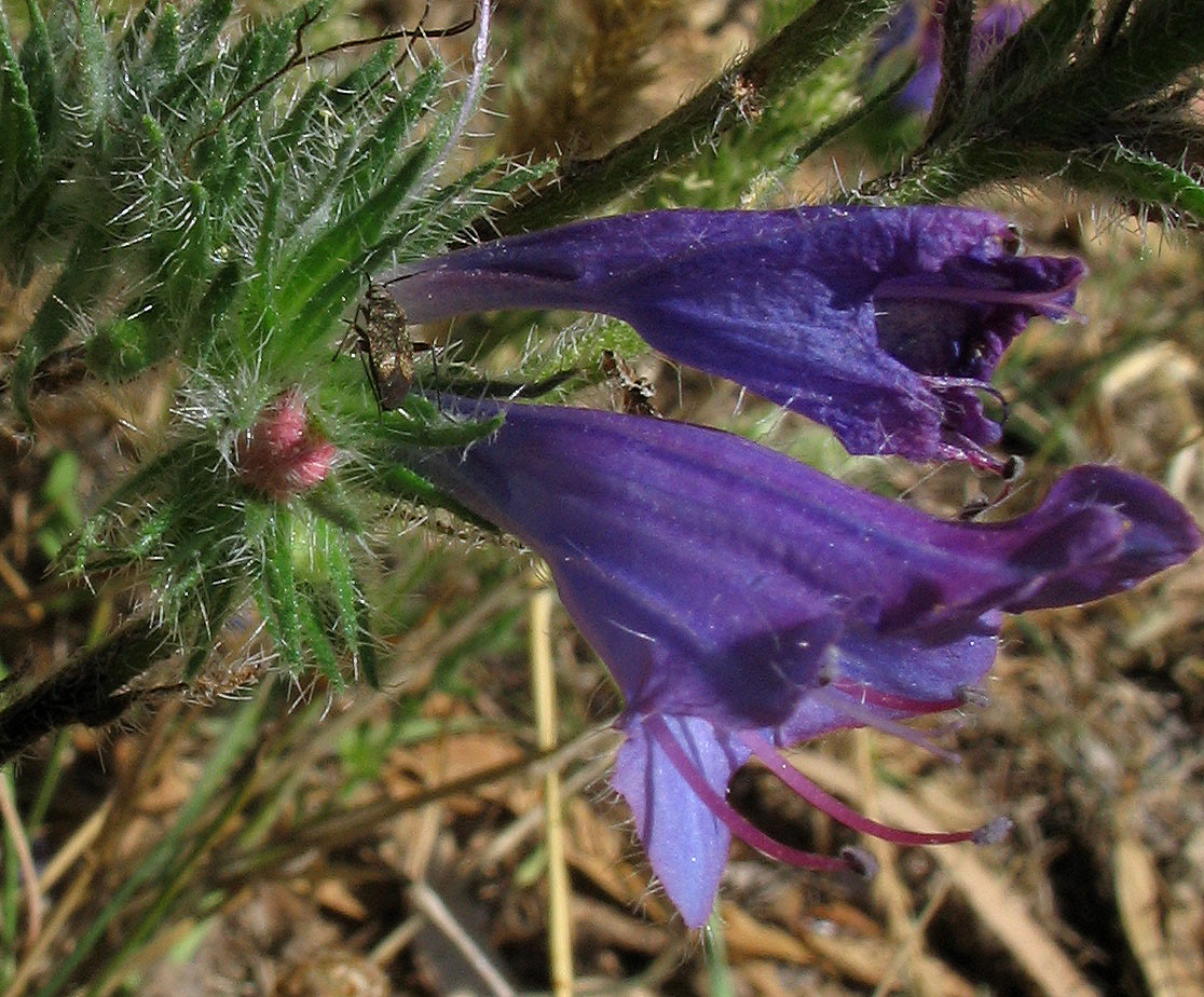 Piccolissimo Miridae su Echium vulgaris