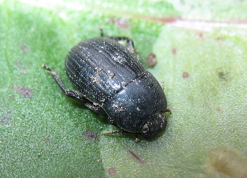 Piccolo coleottero tenebrionide