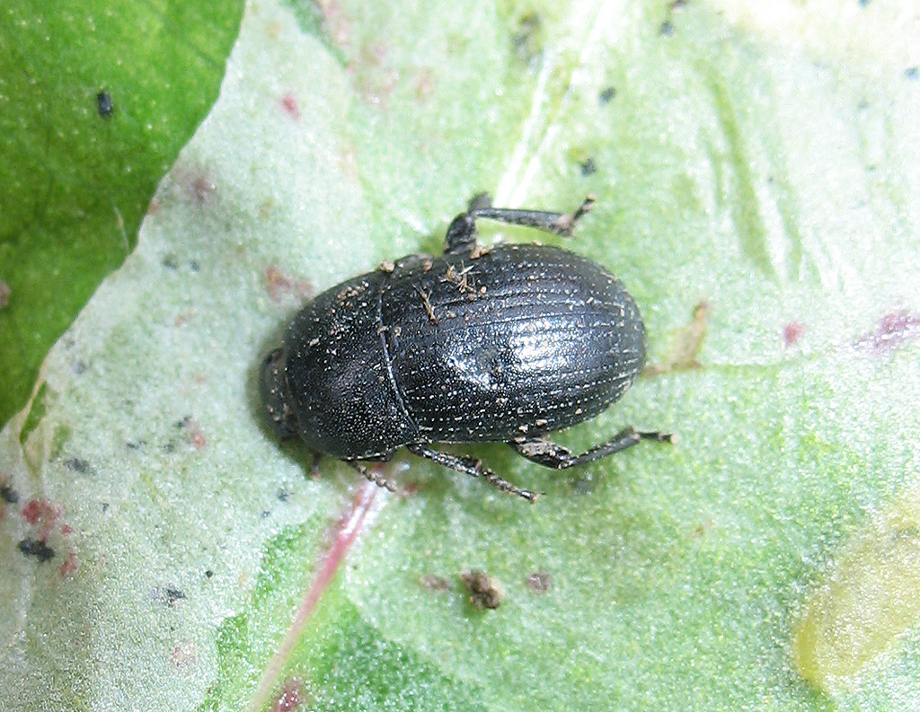 Piccolo coleottero tenebrionide