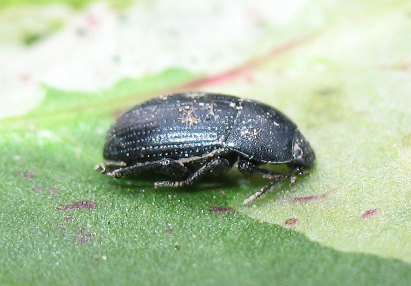 Piccolo coleottero tenebrionide