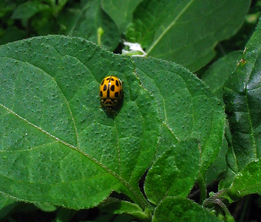 Mix di coccinelle: Propylea, Harmonia, Subcoccinella