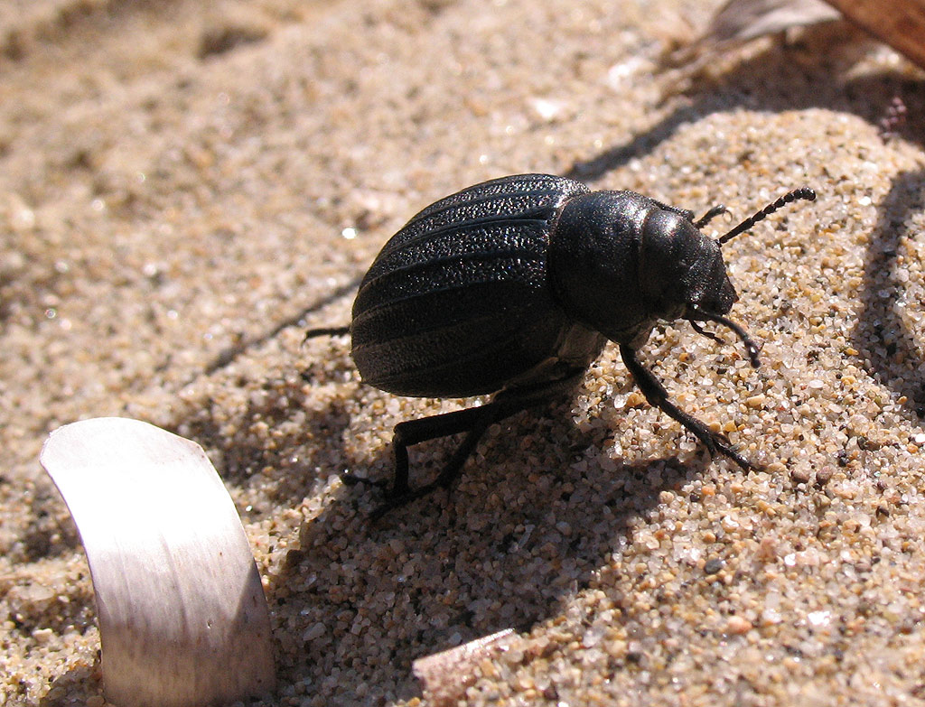 Pimelia bipunctata sulle dune di Lacona