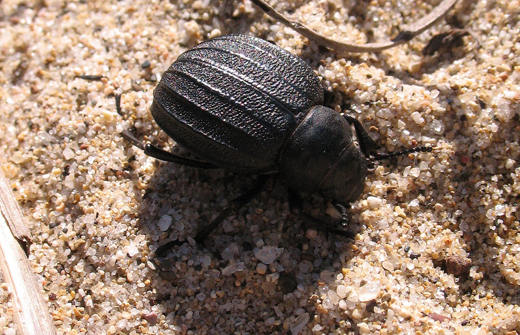 Pimelia bipunctata sulle dune di Lacona