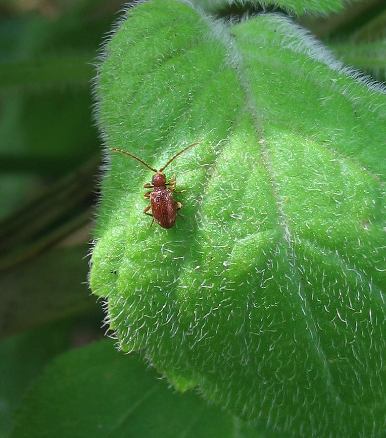 Tre minuscoli coleotteri senza famiglia