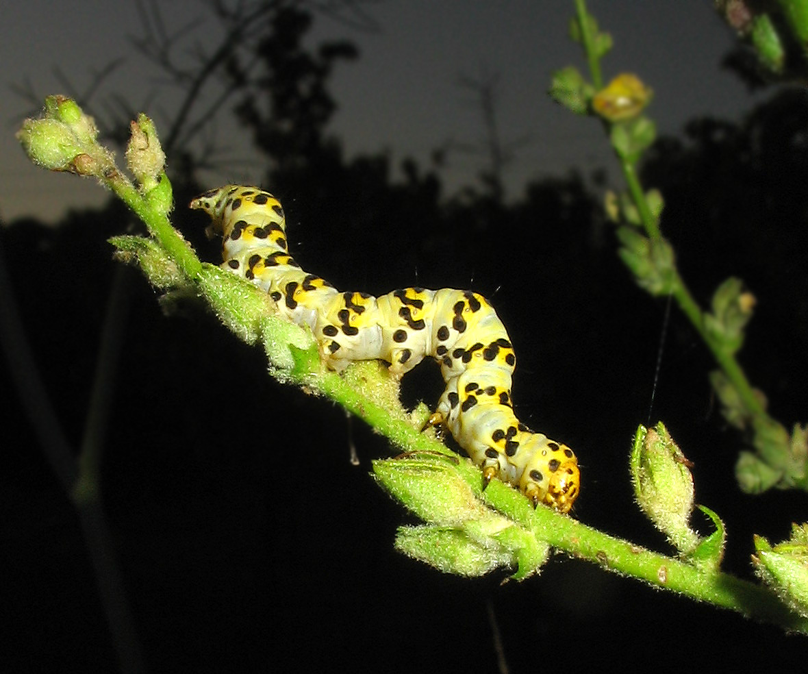 Lepidottero: Cucullia lychnitis?