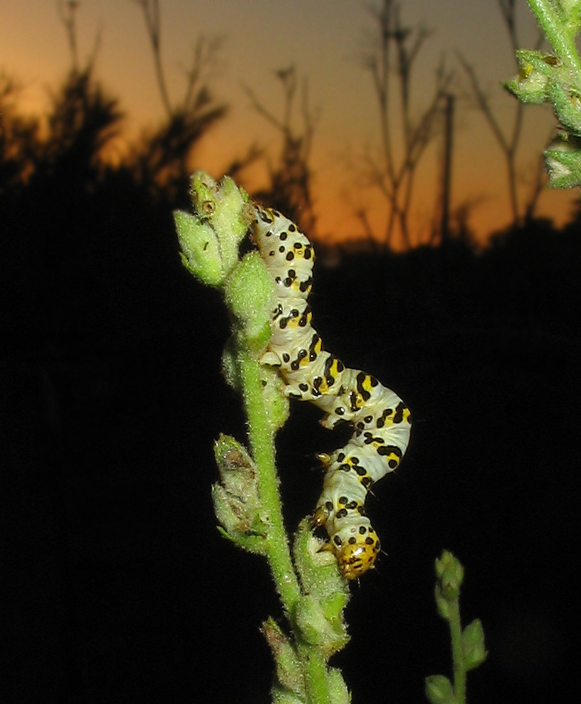 Lepidottero: Cucullia lychnitis?