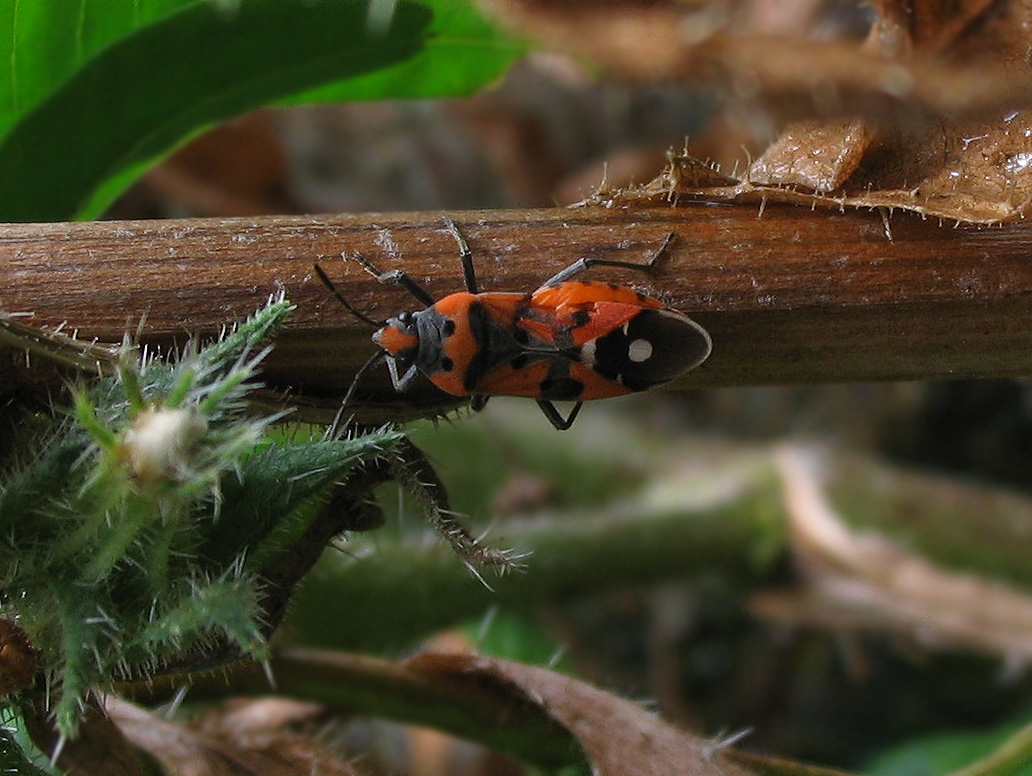 Lygaeidae: Lygaeus equestris? S