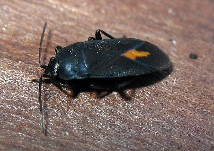 Lygaeidae:Aphanus rolandri