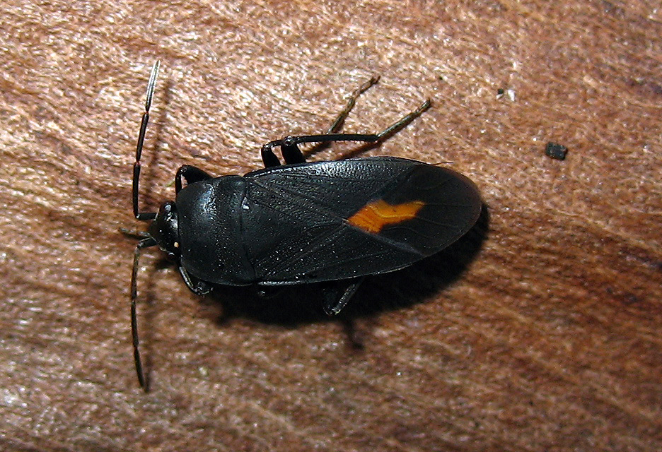 Lygaeidae:Aphanus rolandri